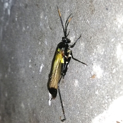 Aganacris nitida