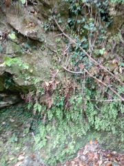 Adiantum capillus-veneris