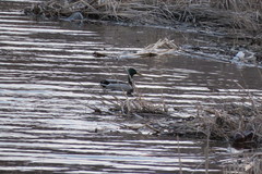 Anas platyrhynchos