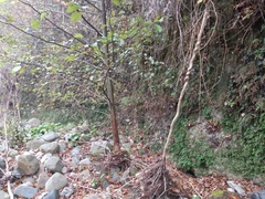 Adiantum capillus-veneris