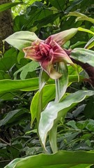 Costus asplundii