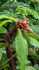 Costus asplundii