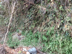 Adiantum capillus-veneris