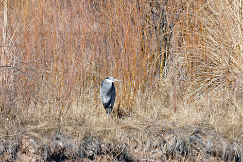 Great Blue Heron photographed in New Mexico
