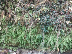 Adiantum capillus-veneris