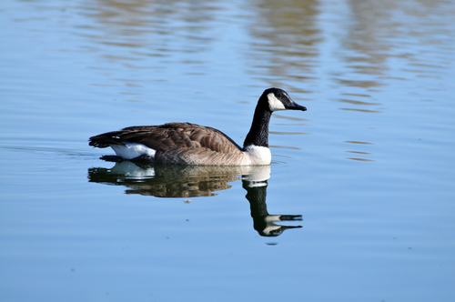 Canada Goose photographed in New Mexico