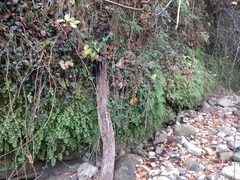 Adiantum capillus-veneris