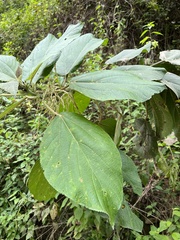 Myriocarpa longipes