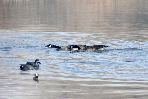 Canada Goose photographed in New Mexico