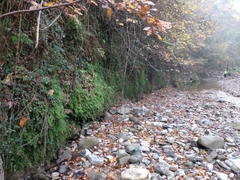 Adiantum capillus-veneris