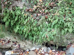 Adiantum capillus-veneris