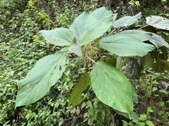 Myriocarpa longipes