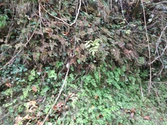 Adiantum capillus-veneris