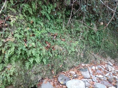 Adiantum capillus-veneris