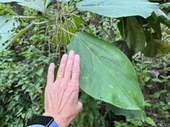 Myriocarpa longipes