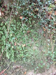 Adiantum capillus-veneris