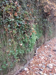 Adiantum capillus-veneris