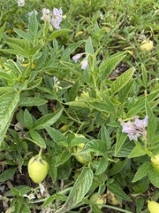 Solanum muricatum