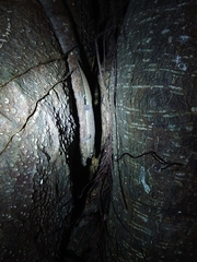 Hemidactylus bowringii