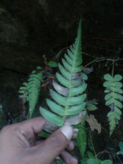Blechnum appendiculatum