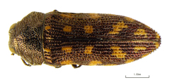Acmaeodera adusta