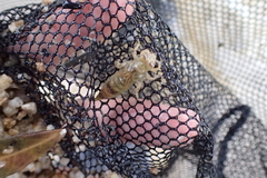 Paragomphus capricornis