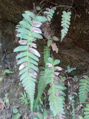 Blechnum appendiculatum