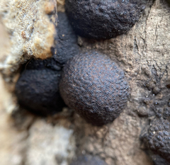 Annulohypoxylon annulatum