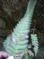 Blechnum appendiculatum
