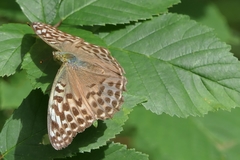 Argynnis paphia