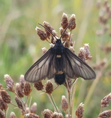 Psichotoe duvaucelii