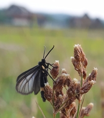 Psichotoe duvaucelii