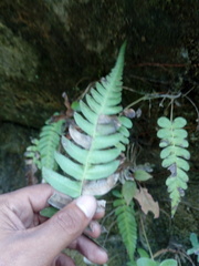 Blechnum appendiculatum
