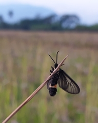 Psichotoe duvaucelii