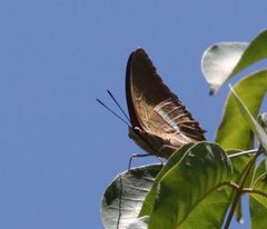 Charaxes macclounii macclounii