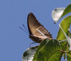 Charaxes macclounii macclounii