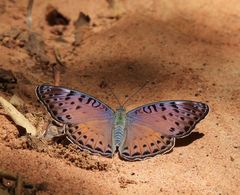 Euryphura concordia