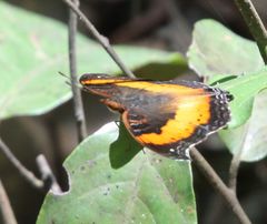 Precis tugela pyriformis