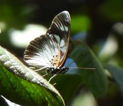 Pseudacraea lucretia expansa