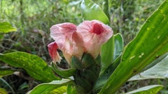 Costus amazonicus