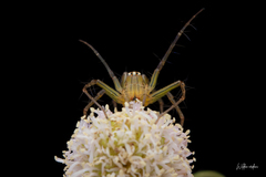 Oxyopes