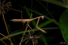 Statilia