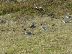 Hemiphaga chathamensis