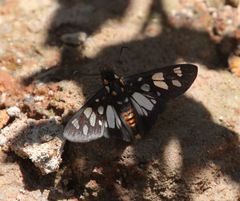 Abantis paradisea