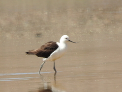 Recurvirostra andina