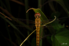 Pantala flavescens