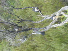 Hemiphaga chathamensis