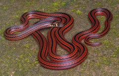 Calliophis nigrescens