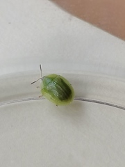 Cassida dorsovittata