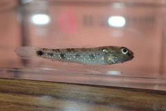 Acentrogobius caninus